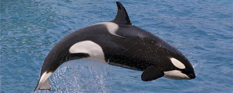 虎鲸需要睡觉吗怎么睡觉(虎鲸需要呼吸吗)