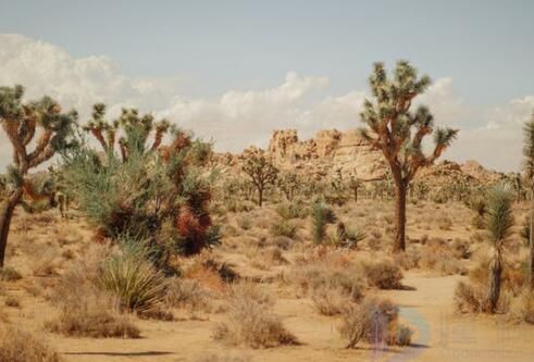 植树节文案素材(植树节文案素材2000字左右)