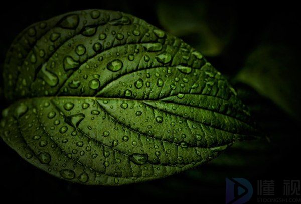 2023谷雨文案短句(关于谷雨的朋友圈文案)