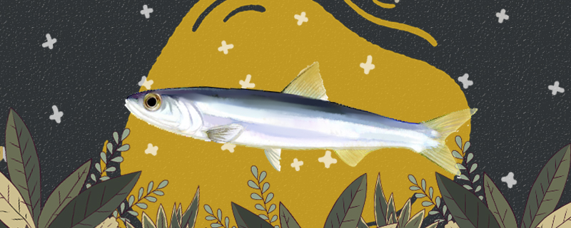 丁香鱼是海鱼还是河鱼生长在哪里(丁香鱼生活在河里还是海里)