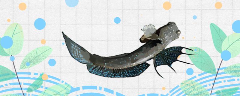 弹涂鱼吃什么东西能吃鱼饲料吗(弹涂鱼可以活多久)