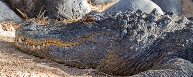 鳄鱼什么时候生蛋鳄鱼蛋怎么孵化(鳄鱼几个月产蛋)