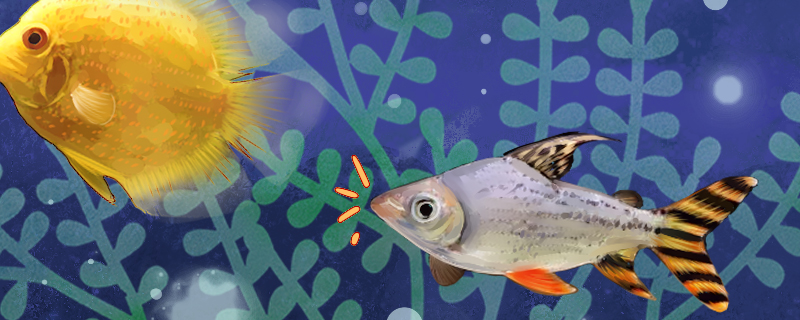 飞凤鱼吸鱼怎么办如何防止飞凤鱼吸鱼(飞凤鱼吸魟鱼吗)