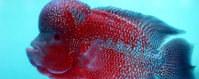 罗汉鱼水质怎样调理几天换一次水(罗汉鱼水质要求)