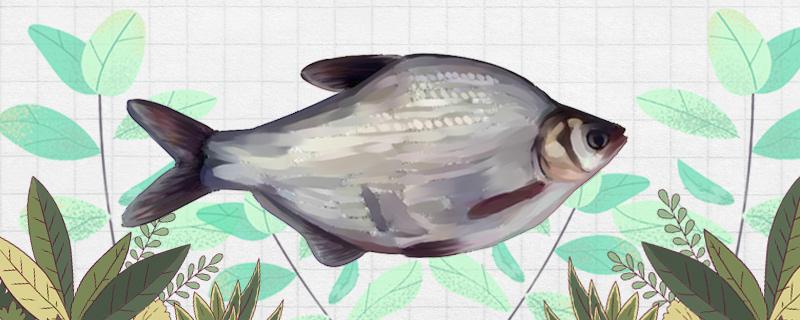 鳊鱼好钓吗如何钓(鲮鱼好钓吗)