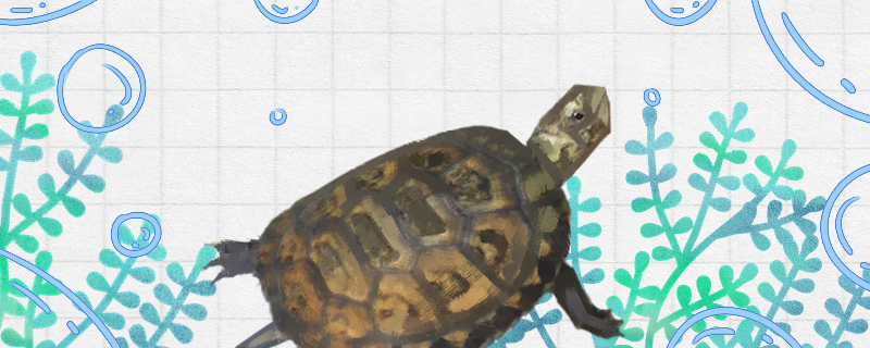石纹水龟好养吗怎么养(石纹水龟好养吗怎么养活)