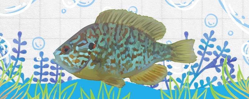 太阳鱼为什么不能吃有毒吗(太阳鱼的食用禁忌今日新闻头条)