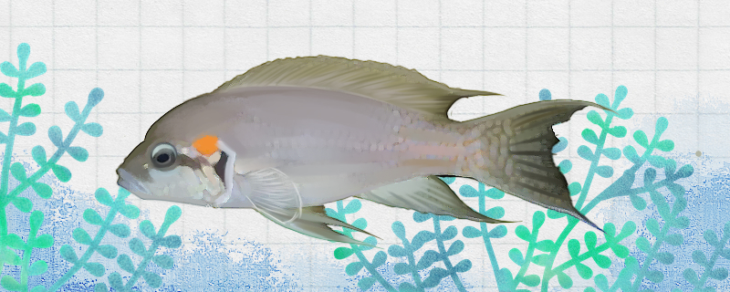 白边燕尾鱼好养吗怎么养(白色燕鱼是什么品种)