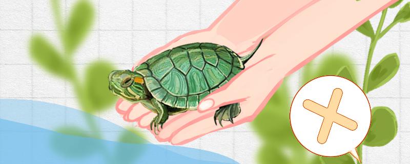 巴西龟怎么养小巴西龟怎么养(小巴西龟咋养)