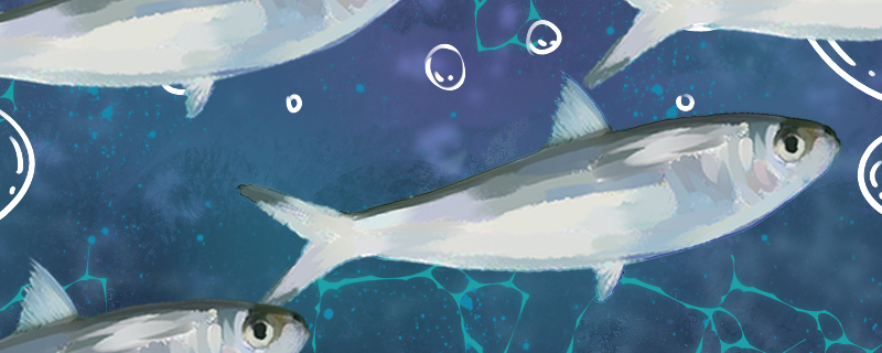 沙丁鱼会聚在一起吗为什么要聚在一起(沙丁鱼为什么成群结队)