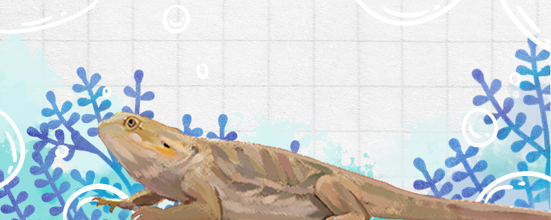 蜥蜴需要喂水吗不吃不喝能活多久(蜥蜴用不用喂水)