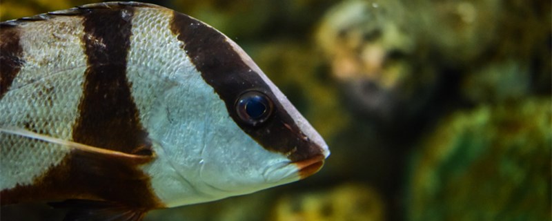 如何抢救翻肚皮的鱼鱼为什么会失鳔(鱼翻肚皮什么意思)