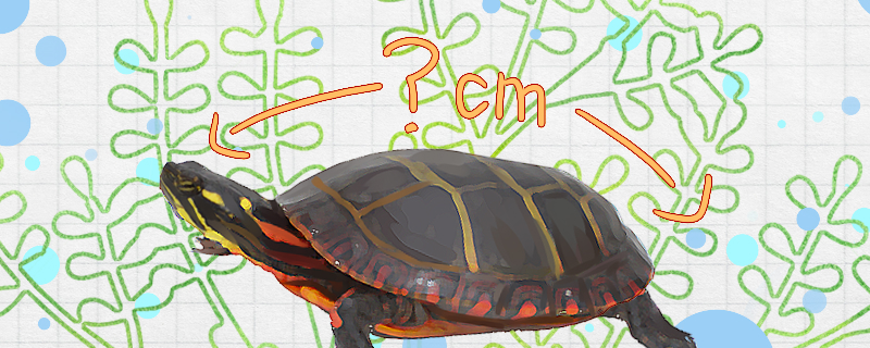 东部锦龟能长多大能活多久(东部锦龟是什么品种)