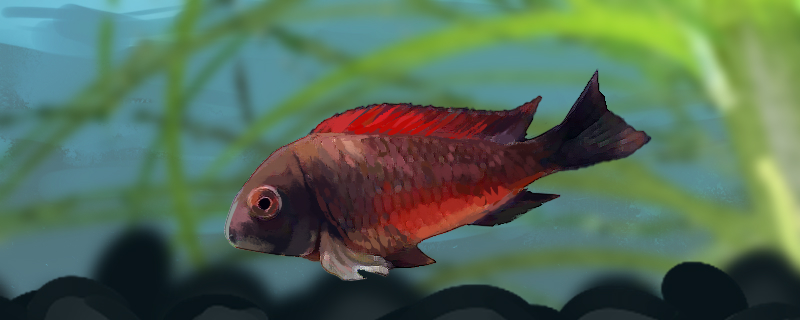 火狐狸鱼好养吗怎么养(火狐狸鱼好养吗怎么养视频)