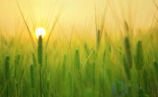 2023芒种节气朋友圈文案(芒种时节文案)