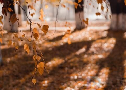 2023简单秋分朋友圈文案(秋分朋友圈文案一句话)