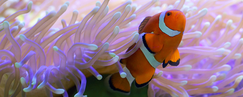 刚买的鱼为什么不能喂给鱼喂什么食物好(刚买的鱼为什么不能喂给鱼喂什么食物好呢)