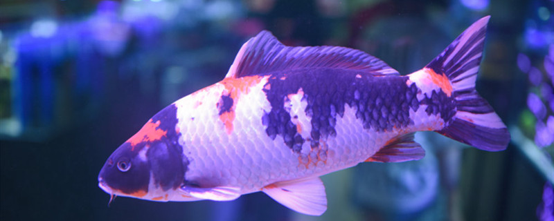 鱼喝酒后还能活吗为什么鱼喝酒会死(鱼喝酒后还能活吗为什么鱼喝酒会死呢)