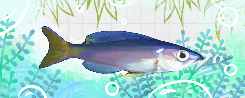 蓝剑沙鱼好养吗怎么养(蓝剑鱼价格)