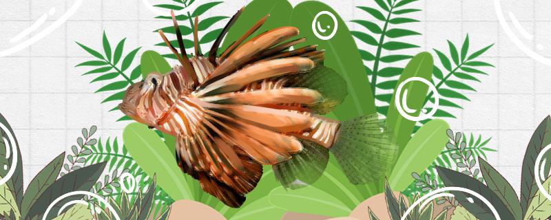 灰石班狮子鱼好养吗怎么养(灰石斑鱼图片)