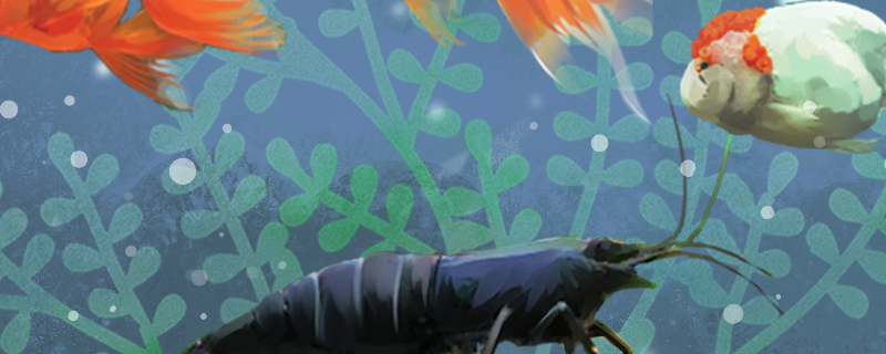 观赏虾可以和什么鱼混养虾和鱼混养没问题吗(养虾观赏能和鱼一起养吗)