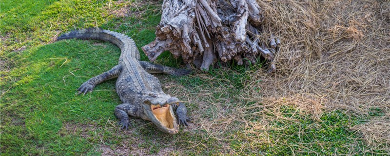 小鳄鱼养大了怎么处理能放生吗(小鳄鱼能活多久)