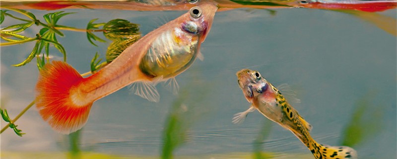 30cm小缸能养孔雀鱼吗养几条孔雀鱼合适(30cm的缸可以养几条孔雀鱼)