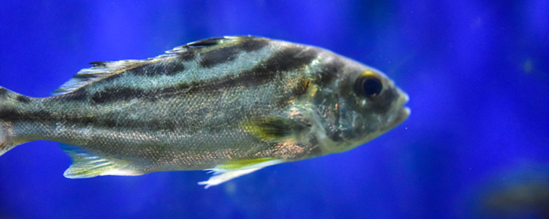 鱼睡觉要关灯吗鱼睡觉有哪些习性(鱼睡觉用不用关灯)