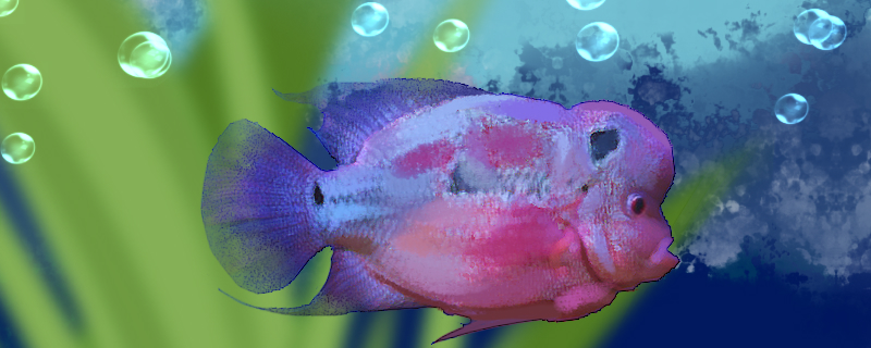 马莱珍珠马骝罗汉鱼好养吗怎么养(罗汉鱼珍珠马溜图片)