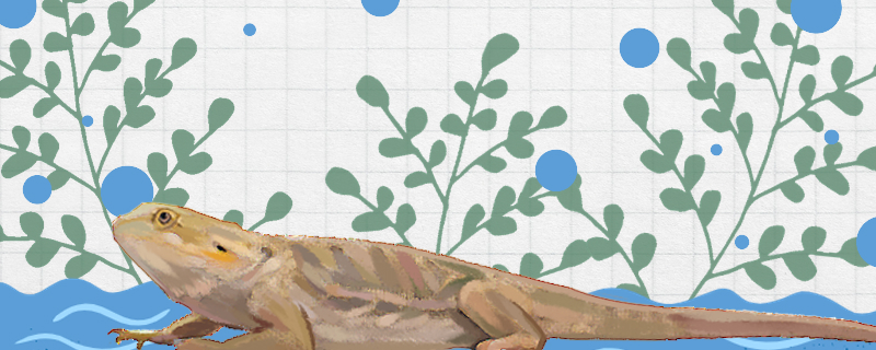 蜥蜴是益虫还是害虫对人类有什么好处(蜥蜴是益虫还是害虫对人类有什么好处和坏处)