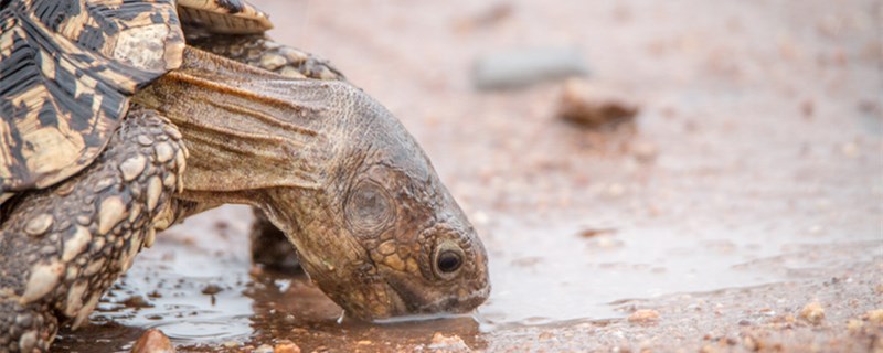 龟蛋孵化要多少时间怎么看龟蛋受没受精(龟蛋孵化各个阶段图龟蛋凸起)