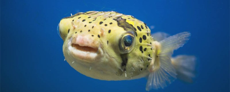 孔雀石绿鱼药怎么使用使用时要注意什么(孔雀石绿鱼药在哪里买)