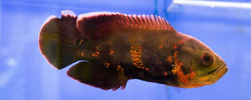 地图鱼产卵后会保护卵吗