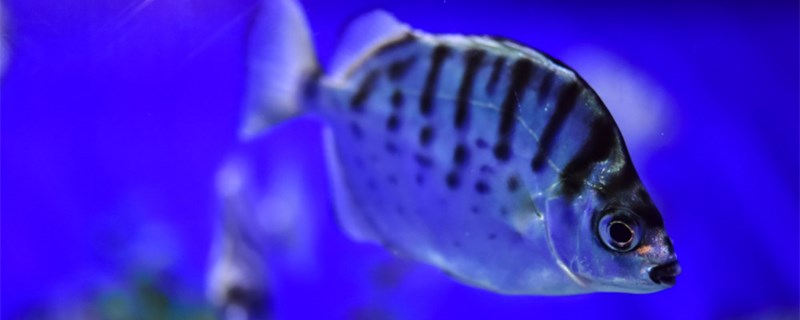 鱼怀孕的症状是什么怀孕有哪些表现(鱼怀孕会怎么样)