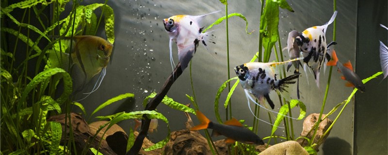 鱼缸水泵不出泡泡有哪些原因不出泡泡怎么办(鱼缸水泵不出泡泡怎么办(视频))