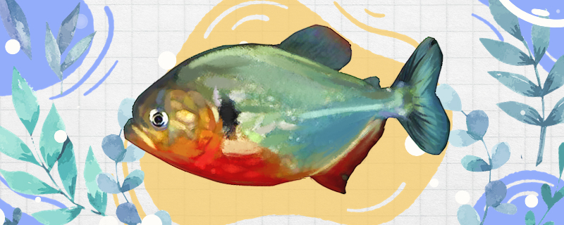 黑纹红腹食人鱼好养吗怎么养(红腹食人鱼vs黑食人鱼群打)