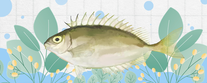 泥猛鱼有没有毒毒性大吗(泥猛鱼长什么样)