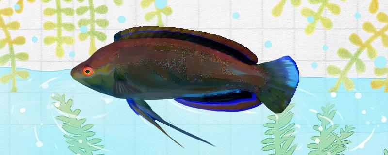 斑点鹦鹉鱼好养吗怎么养(斑点鹦鹉鱼好养吗怎么养活)