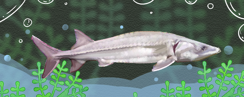 中华鲟和鲟鱼一样吗有什么区别(中华鲟鱼与鲟鱼的区别)