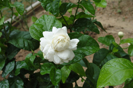 虎头茉莉的修剪方法图片