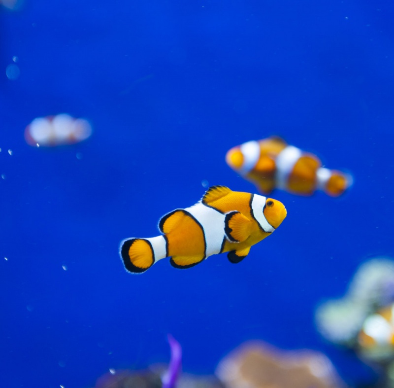 新买的小丑鱼几天可以吃东西