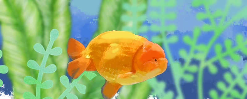 兰寿吃什么长得快喂什么饲料好(兰寿吃什么长的快)