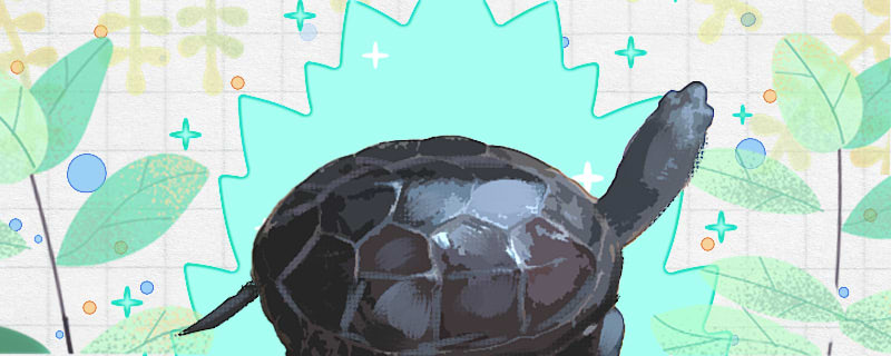 广东草龟吃什么多久喂一次(广东草龟能吃吗?)