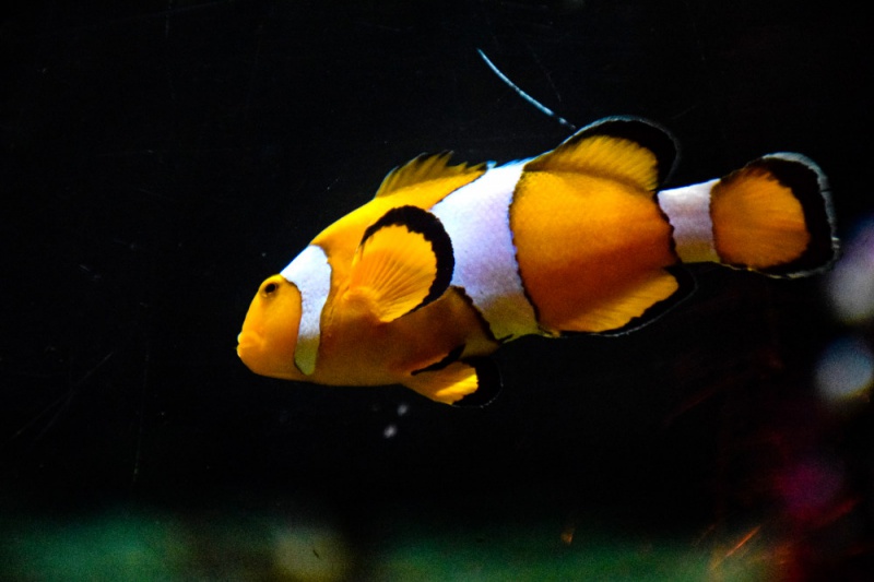 新买的小丑鱼几天可以吃东西