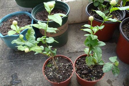 虎头茉莉的修剪方法图片