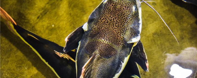 初冬可以钓鲶鱼吗白天怎么钓(贴吧热门评论)