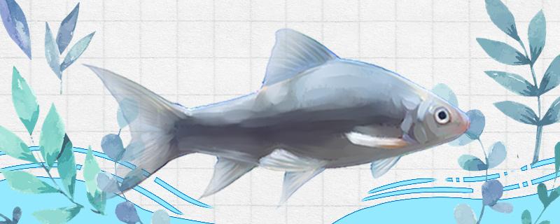 夏天钓鲮鱼是钓底还是钓浮用什么饵料(夏季如何钓鳊鱼用什么饵料)