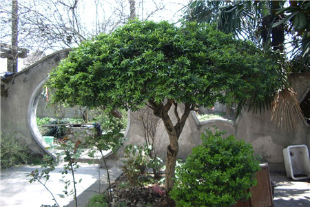 黄杨树移栽注意事项和方法