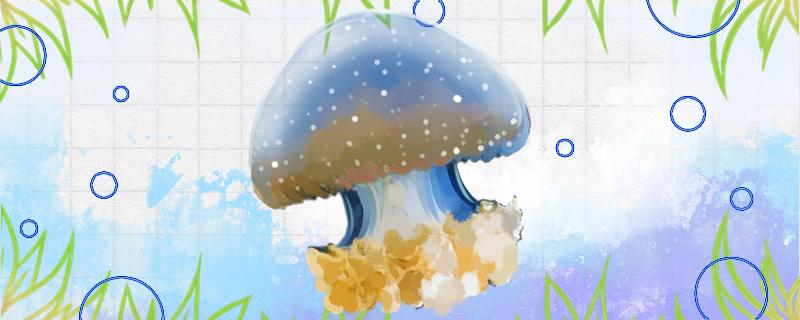 海蜇头是动物还是植物和水母一样吗(海蜇头是生物还是植物)