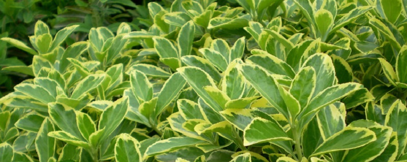 黄杨树移栽注意事项(黄杨树移栽注意事项和方法)